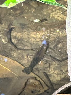 西表島 ADVENTURE PiPi（アドベンチャーピピ）に投稿された画像（2024/6/23）