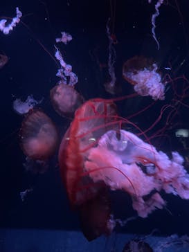 京都水族館に投稿された画像（2024/6/23）