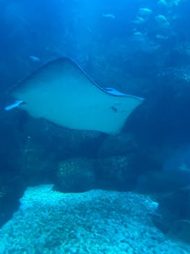 京都水族館に投稿された画像（2024/6/23）