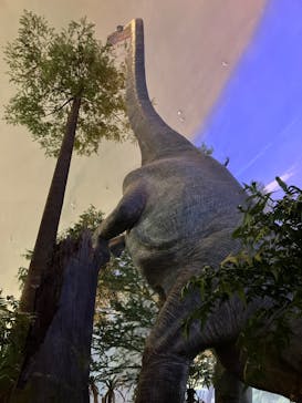 福井県立恐竜博物館に投稿された画像（2024/6/23）