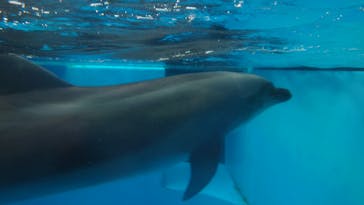上越市立水族博物館 うみがたりに投稿された画像（2024/6/23）