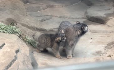 神戸どうぶつ王国に投稿された画像（2024/6/23）