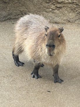 神戸どうぶつ王国に投稿された画像（2024/6/23）