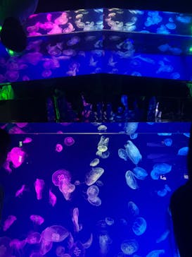 名古屋港水族館に投稿された画像（2024/6/23）