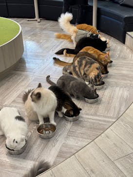 猫カフェモカ　アルシェ大宮店に投稿された画像（2024/6/23）