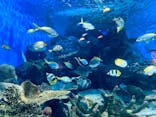 しながわ水族館に投稿された画像（2024/6/23）