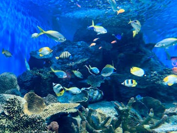 しながわ水族館に投稿された画像（2024/6/23）