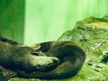 しながわ水族館に投稿された画像（2024/6/23）