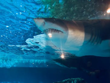 しながわ水族館に投稿された画像（2024/6/23）