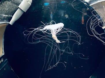 しながわ水族館に投稿された画像（2024/6/23）