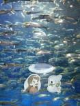 アクアワールド茨城県大洗水族館に投稿された画像（2024/6/23）