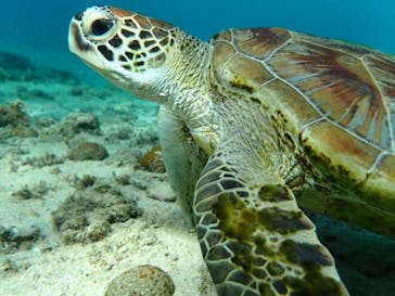 宮古島 ADVENTURE PiPi（ミヤコジマ アドベンチャー ピピ）に投稿された画像（2024/6/23）