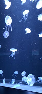 AOAO SAPPOROに投稿された画像（2024/6/23）