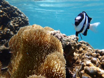 nico 宮古島に投稿された画像（2024/6/23）