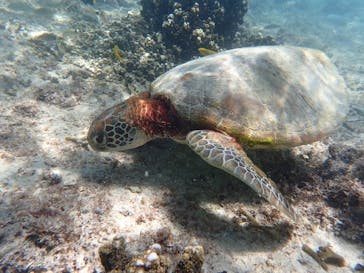 nico 宮古島に投稿された画像（2024/6/23）