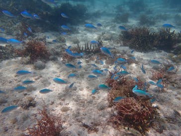 nico 宮古島に投稿された画像（2024/6/23）