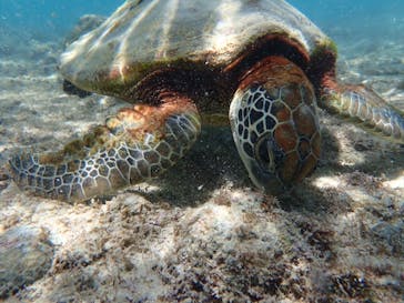 nico 宮古島に投稿された画像（2024/6/23）