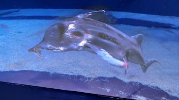 サンシャイン水族館に投稿された画像（2024/6/23）