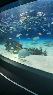 サンシャイン水族館に投稿された画像（2024/6/23）
