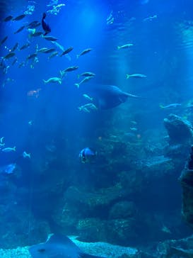 京都水族館に投稿された画像（2024/6/23）