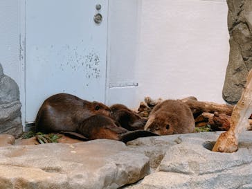 NIFREL（ニフレル）に投稿された画像（2024/6/23）