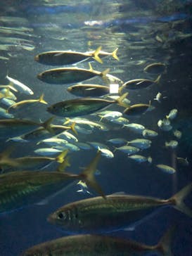 伊豆・三津シーパラダイスに投稿された画像（2024/6/23）