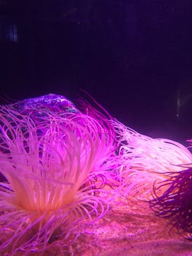 伊豆・三津シーパラダイスに投稿された画像（2024/6/23）