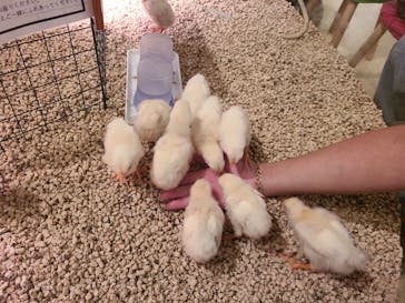 Moff animal cafe イオンモール幕張新都心店に投稿された画像（2024/6/23）