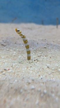 大分マリーンパレス水族館 「うみたまご」に投稿された画像（2024/6/23）