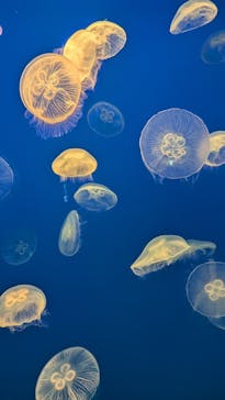 大分マリーンパレス水族館 「うみたまご」に投稿された画像（2024/6/23）