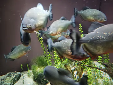 世界淡水魚園水族館　アクア・トトぎふに投稿された画像（2024/6/23）