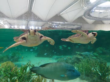 鴨川シーワールドに投稿された画像（2024/6/23）