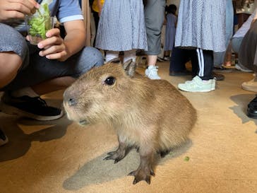 おさるランド＆アニタウン　日光さる軍団劇場に投稿された画像（2024/6/23）