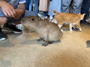 おさるランド＆アニタウン　日光さる軍団劇場に投稿された画像（2024/6/23）