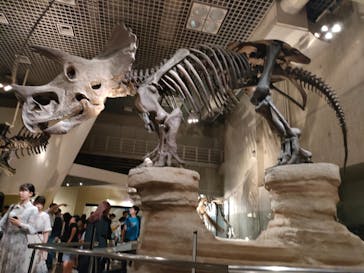 国立科学博物館に投稿された画像（2024/6/23）