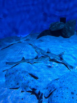 名古屋港水族館に投稿された画像（2024/6/23）