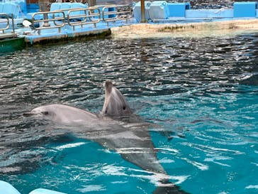 名古屋港水族館に投稿された画像（2024/6/23）