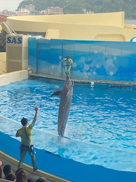 新江ノ島水族館に投稿された画像（2024/6/23）