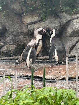 サンシャイン水族館に投稿された画像（2024/6/23）