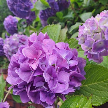 博物館 明治村に投稿された画像（2024/6/23）