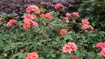 横浜イングリッシュガーデンに投稿された画像（2024/6/23）