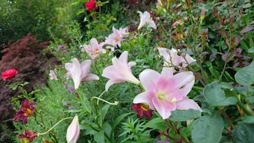 横浜イングリッシュガーデンに投稿された画像（2024/6/23）