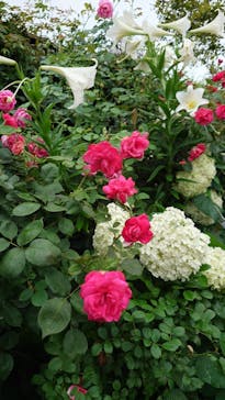 横浜イングリッシュガーデンに投稿された画像（2024/6/23）