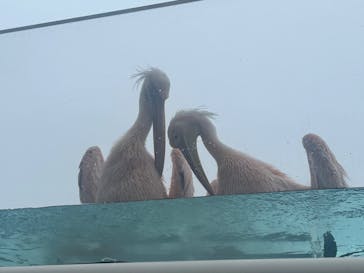 サンシャイン水族館に投稿された画像（2024/6/23）
