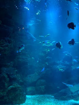 京都水族館に投稿された画像（2024/6/23）