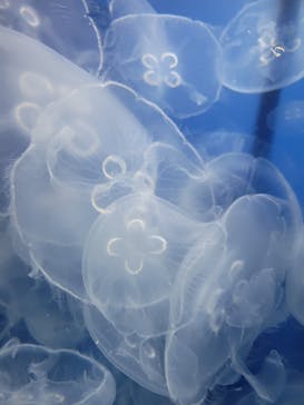 鴨川シーワールドに投稿された画像（2024/6/23）