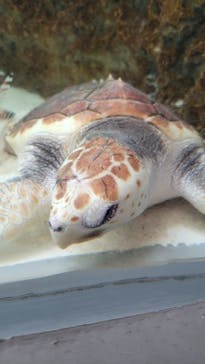 鴨川シーワールドに投稿された画像（2024/6/23）