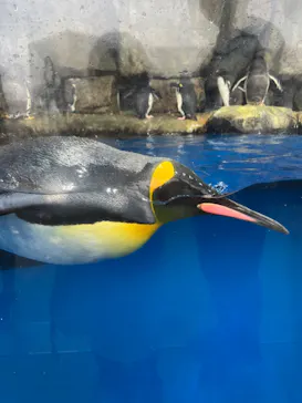仙台うみの杜水族館に投稿された画像（2024/6/23）