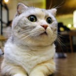 猫カフェモカ　池袋東口店に投稿された画像（2024/6/23）