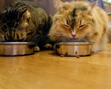 猫カフェモカ　池袋東口店に投稿された画像（2024/6/23）